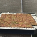 Dakterras of groendak de kroon op het werk